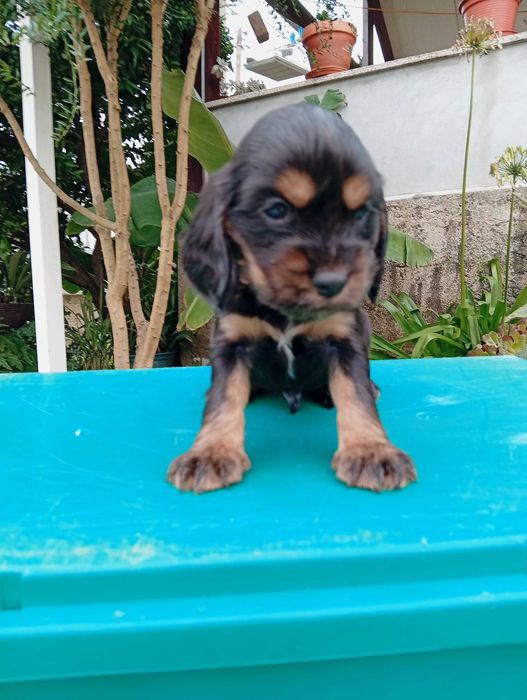 Coocker spaniel inglês