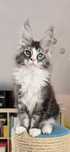 Kocurek Maine Coon