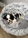 Śliczny piesek rasy Cavalier King charlies spaniel