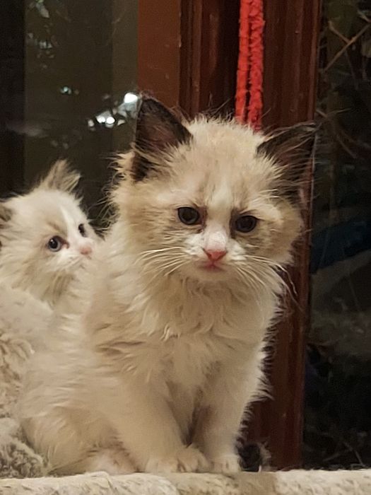 Ragdoll,ODBIÓR-X.XI.25 badania ,rodowód