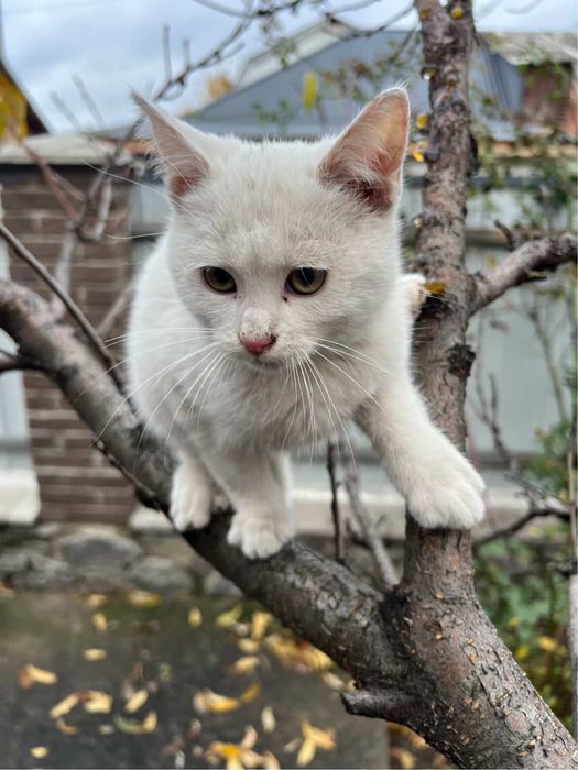 Кошенята шукають домівки