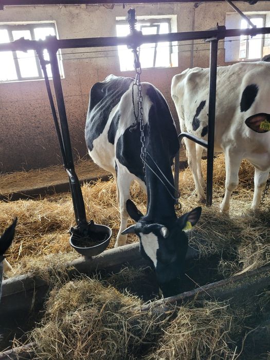 Jałòwka HF Wysokocielna pod oceną na maj.