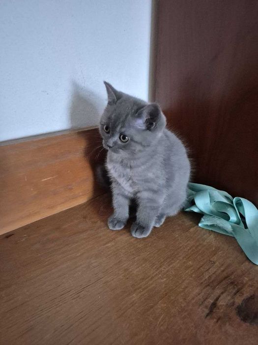 Gatinha Scotish Straight