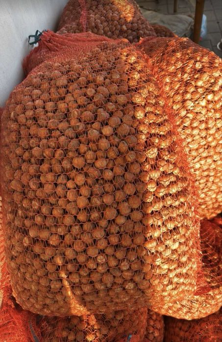 Горіх фундук, прекрасноі якості , нового урожаю. СортБарселонський .