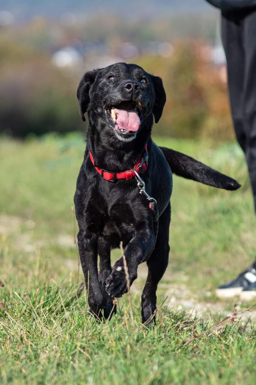 Wesoły Borys poleca się do adopcji