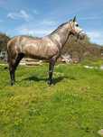 Lusitano 5 anos inteiro
