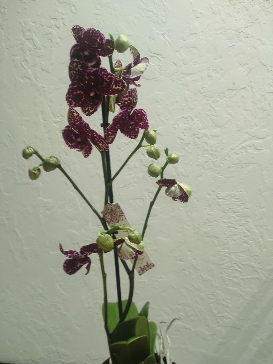 Орхідеї (дикий кіт, будда, каскад, вайлент квін, бігліп, мультіфлора)