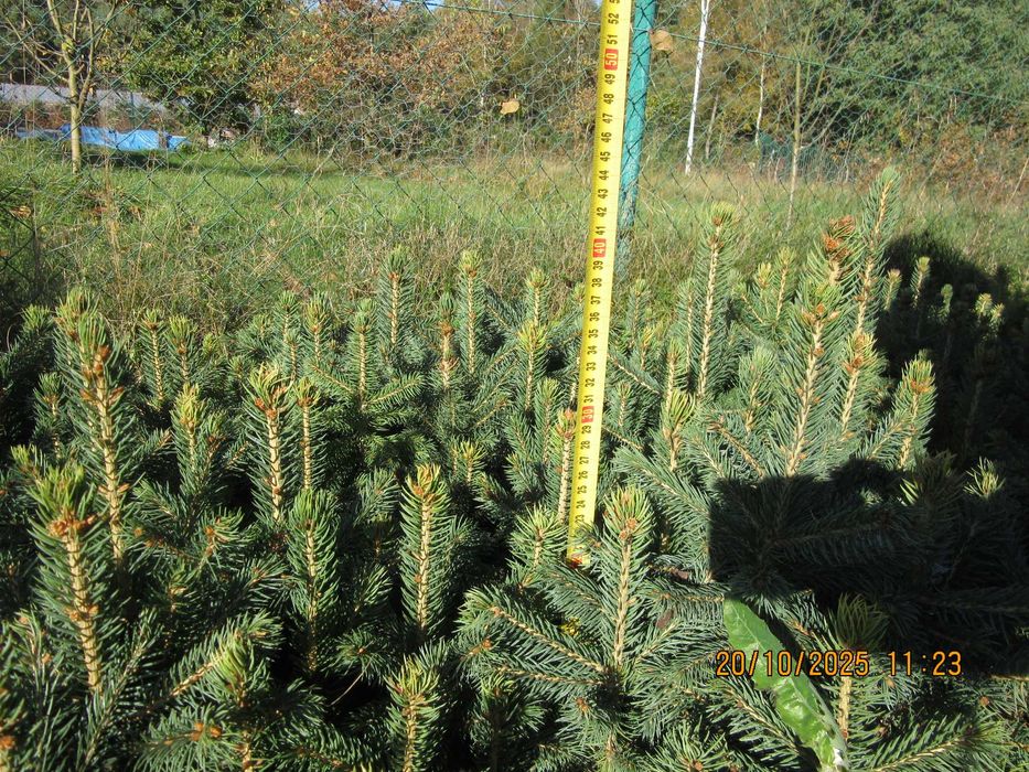 Sosna himalajska rumelijska sadzonki PASZPORT