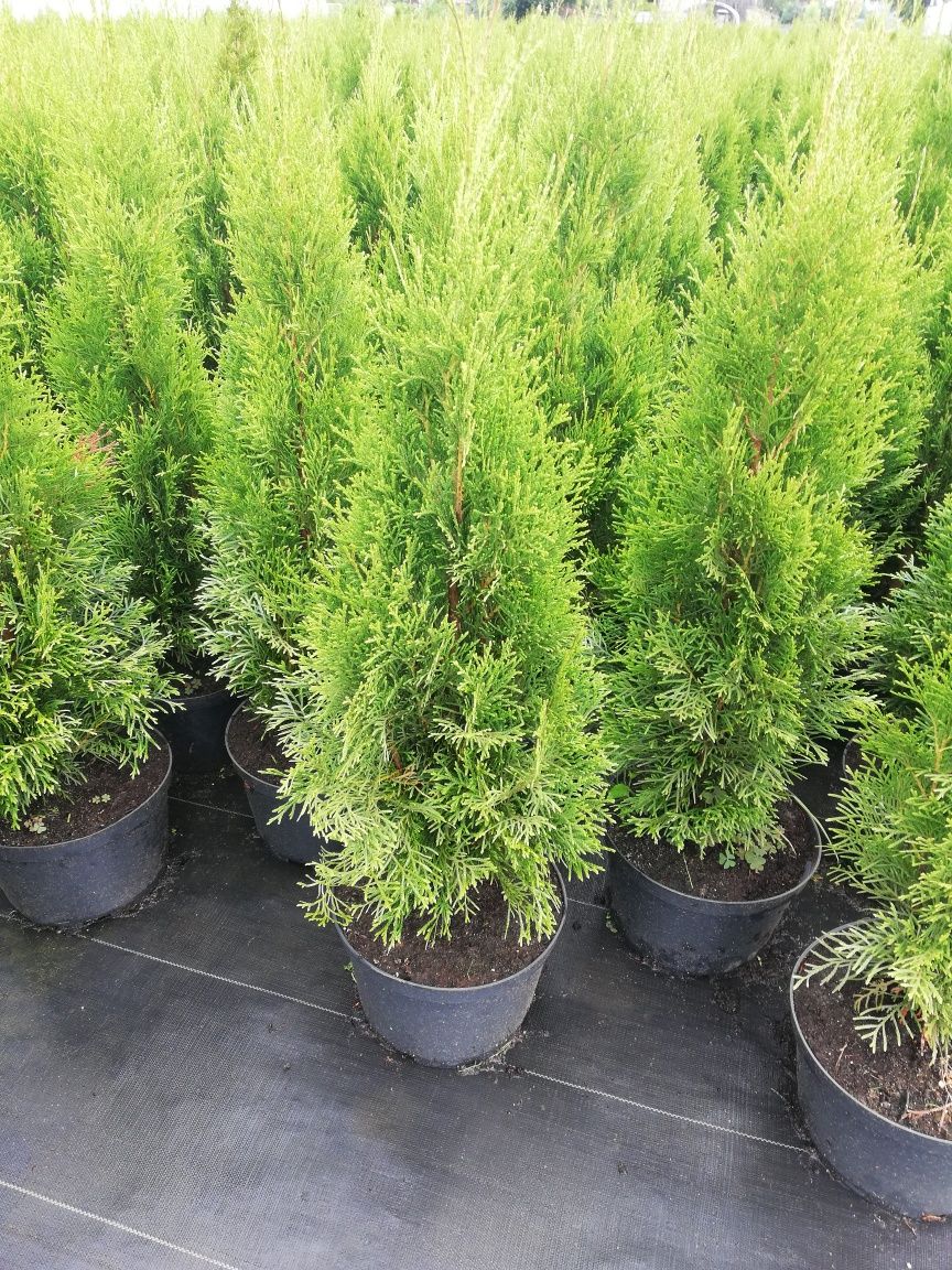 Tuja Thuja szmaragd 100cm Transport do klienta
