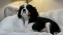 Cavalier king charles spaniel chlopak samiec