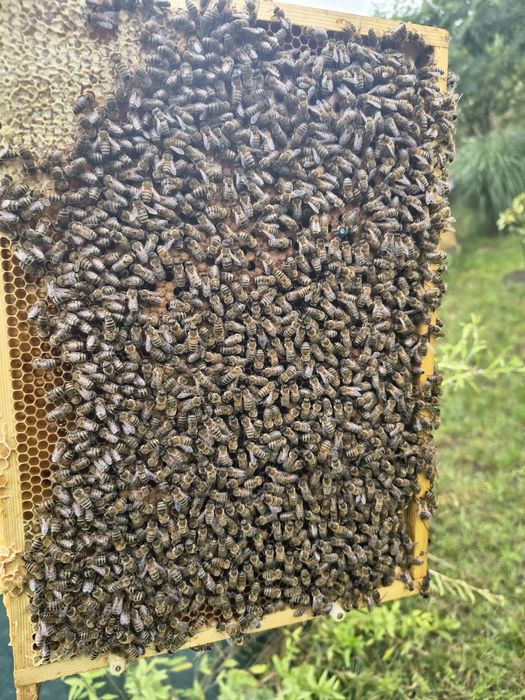 Sprzedam rodziny pszczele