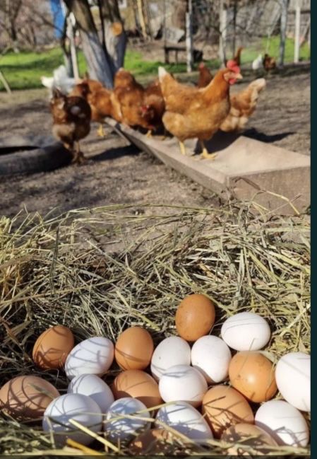 Домашні яйця. Домашні яйця