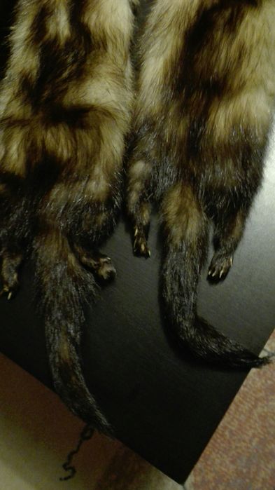 Toczek czapka + szalik z tchórzofretki