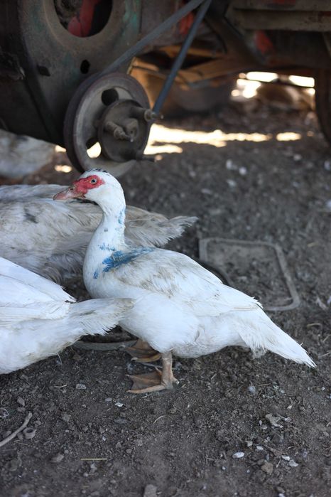 Инкубационное яйцо мускусной утки тяжелой немецкой линии