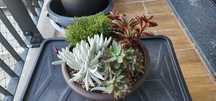 Plantas Suculentas Naturais
