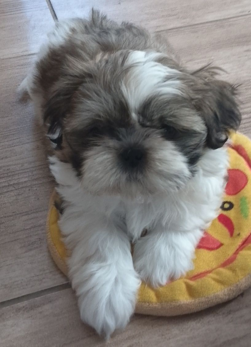 Shih tzu gotowe do odbioru