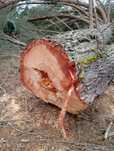 Cavacas pinho manso