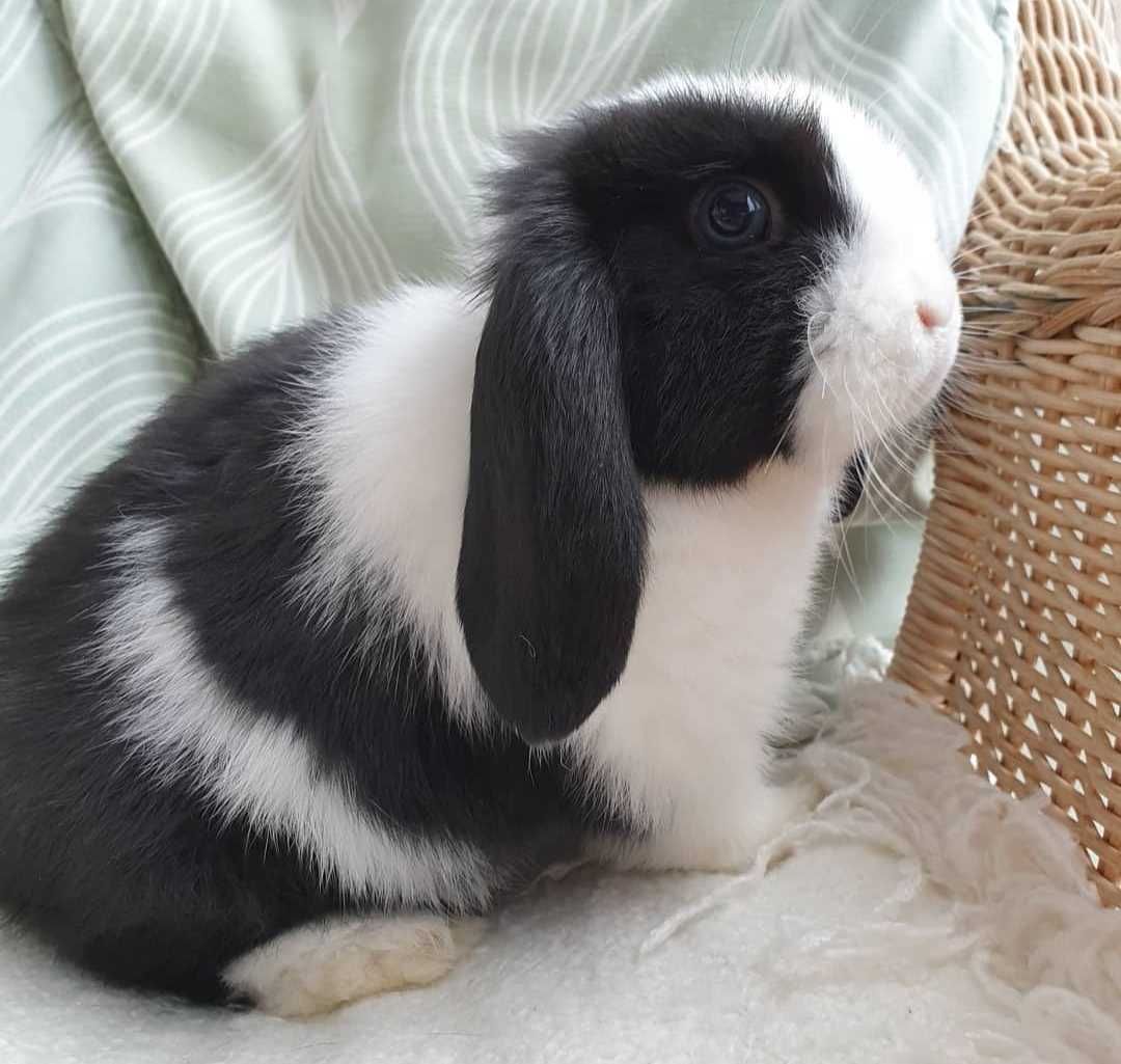 KIT Coelhos anões orelhudos, mini lop super inteligentes e dóceis