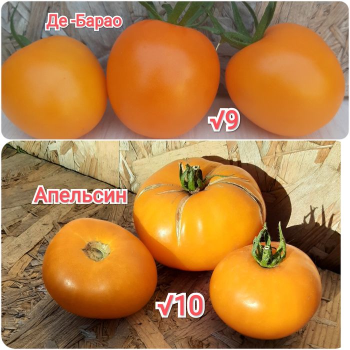 Семена помидор,перец,тыква,дыня,рукола