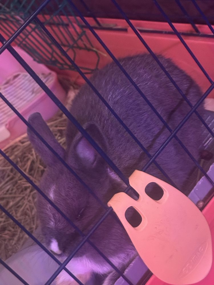Vendo coelho anao com rudo completo