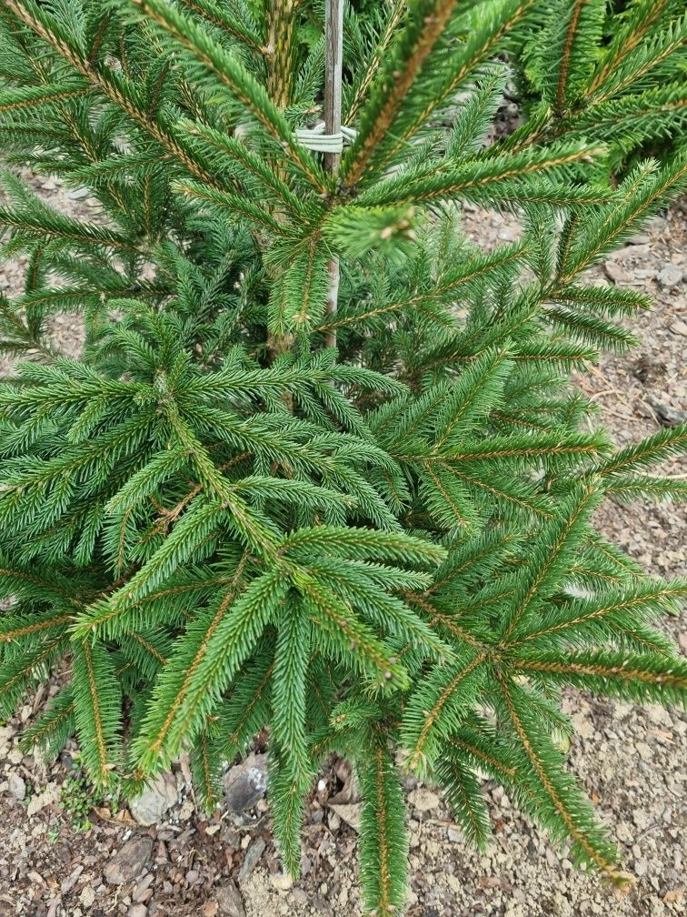 Swierk kaukaski aureospicata
