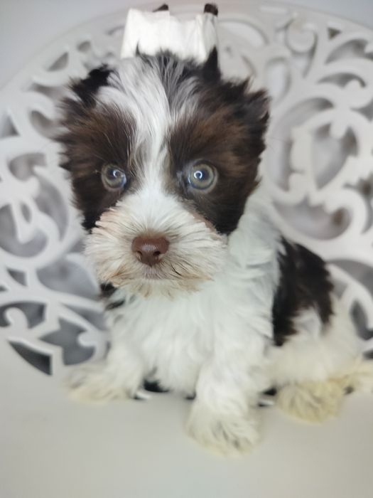 Yorkshire Terrier, Biro, choco-white