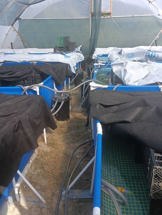 Комплект обладнання для вирощування креветки Макробрахіум Розенберга