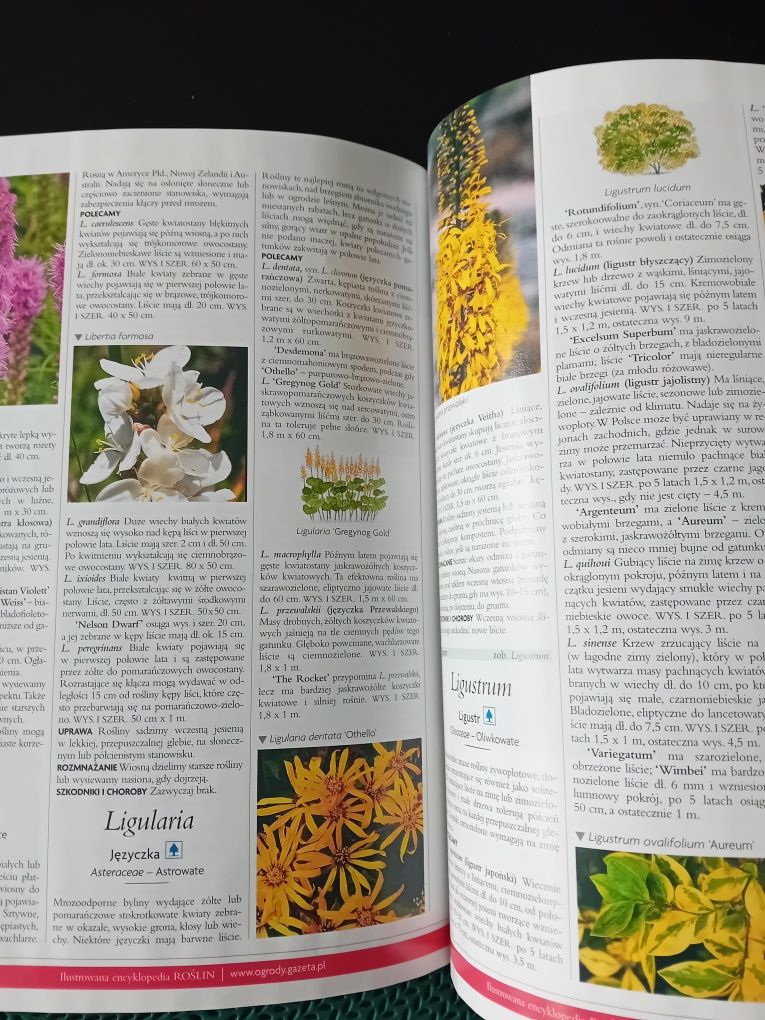 Ilustrowana encyklopedia roślin