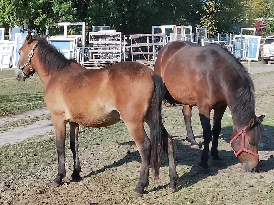 Wesoły 1.5r Hucułek