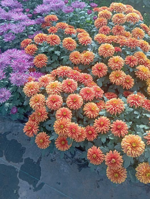 Chryzantemy wielkokwiatowe