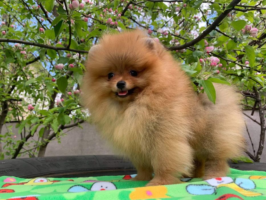 Померанский шпиц . Купите себе  счастье