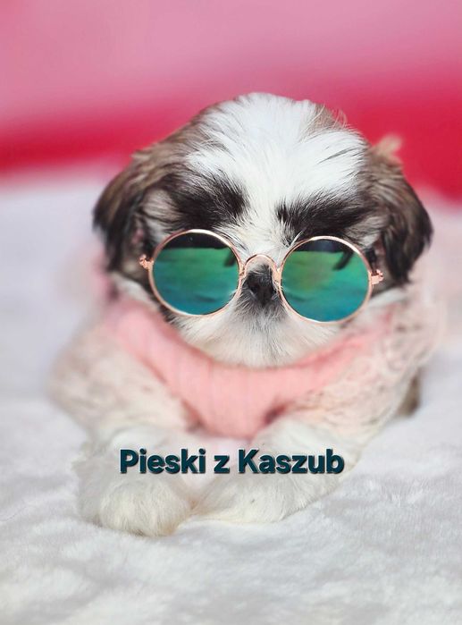 Shih-tzu Ost. dziewczynka do rezerwacji z Hodowli Pieski z Kaszub