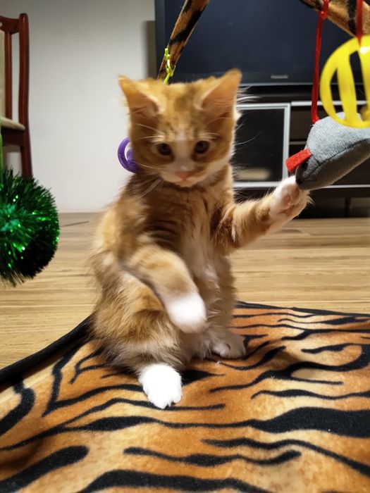 Miniaturowy domowy ryś. Kurylski Bobtail z pomponem. Rodowód FPL/FIFE