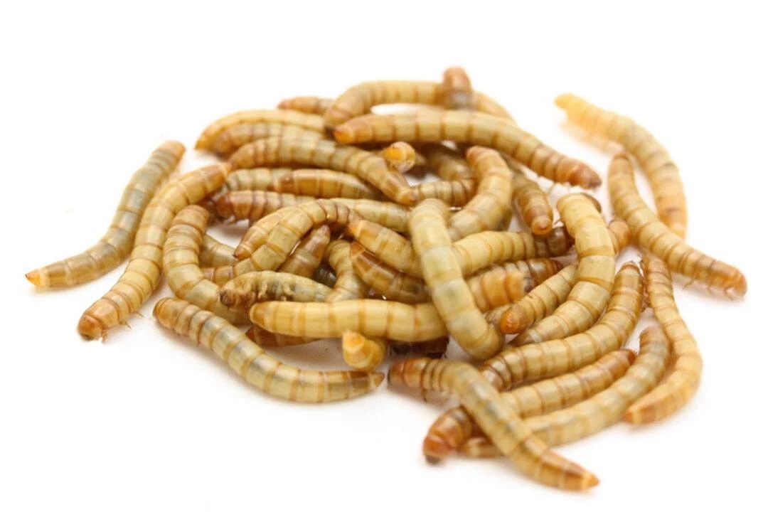 Мучной червь (Tenebrio molitor) 

Тип – членистоногие

Класс – насеком