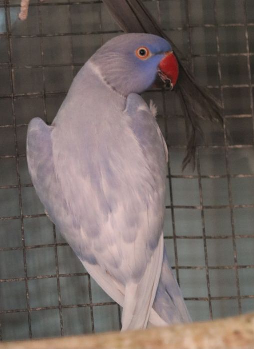 Ring neck malhado dominante violeta