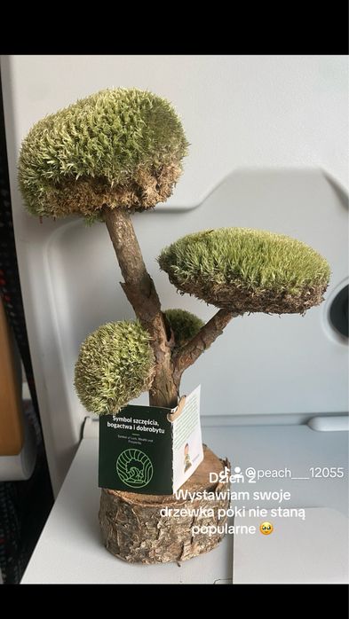 Drzewo bonsai z prawdziwego drzewa i mhcu