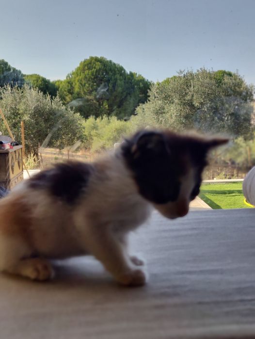 OFERTA. 3 gatinhos para oferecer 2x machos e uma fêmea