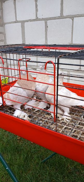 Gołębie różnych ras