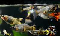 guppys juvenis e adultos