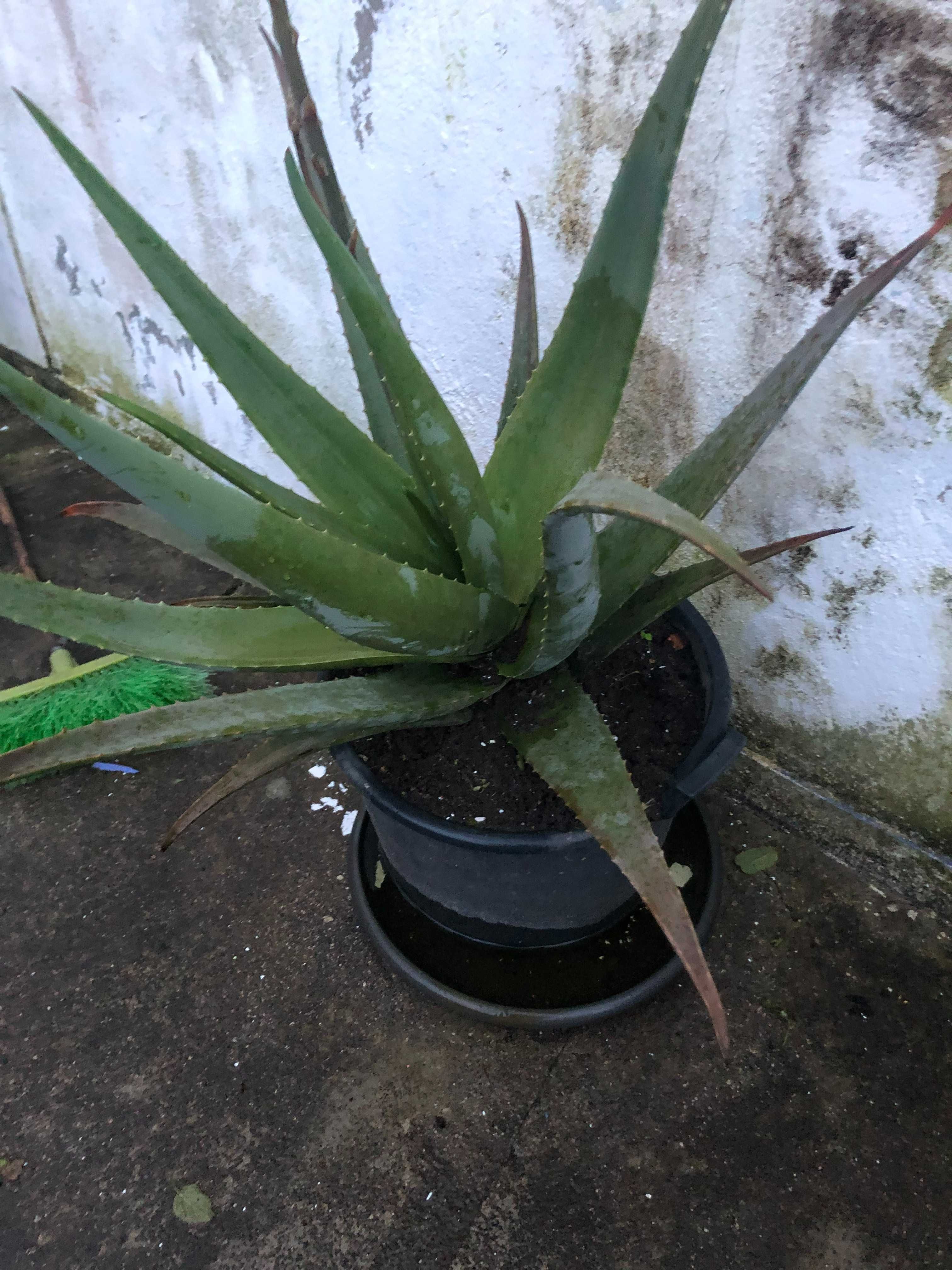 Planta Aloé Vera