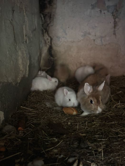 Króliczki miniaturki