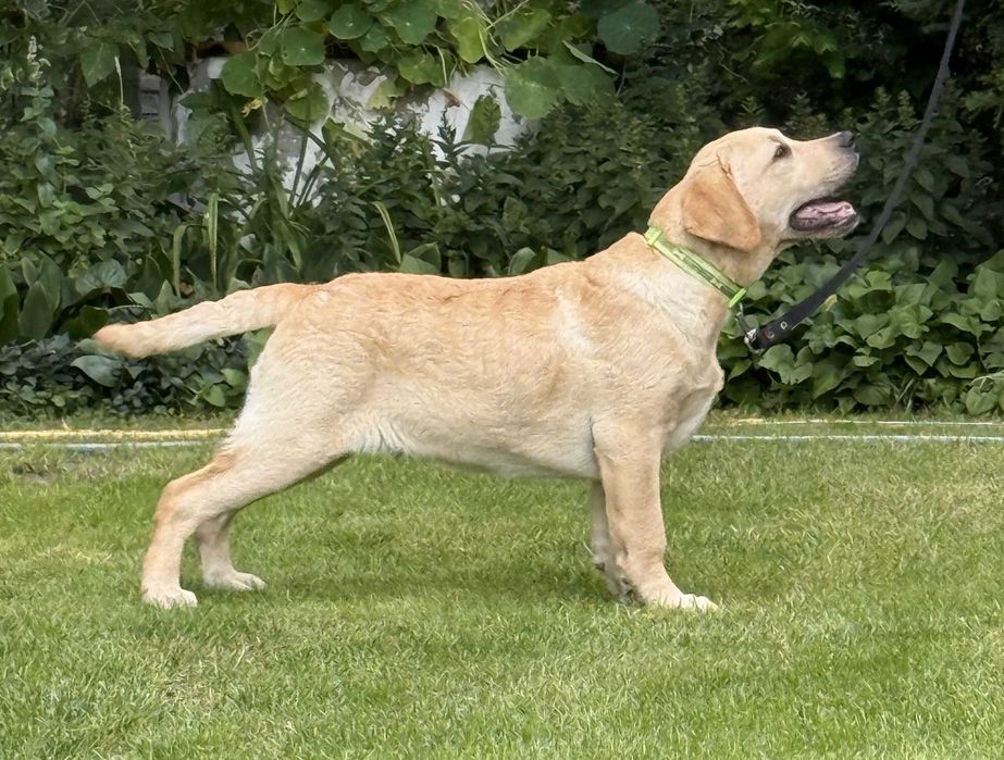 Labrador retriever OWEN Passion Dog ZKwP