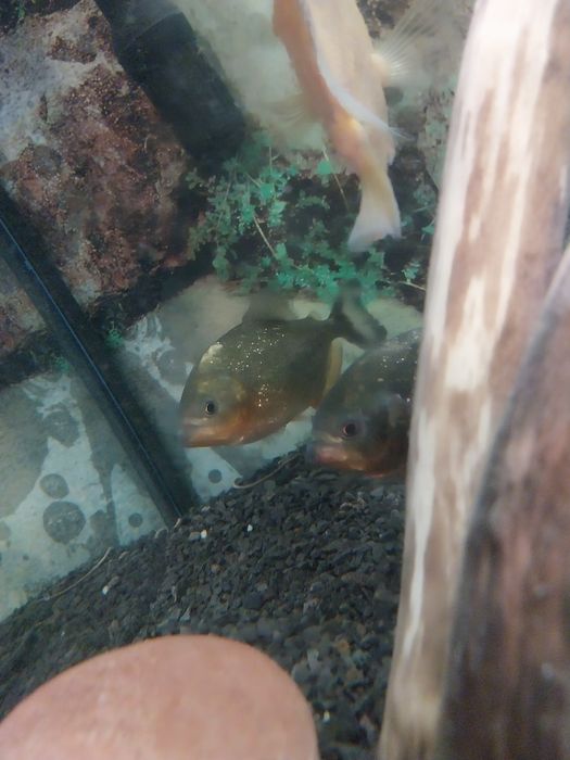 Duże ryby akwariowe