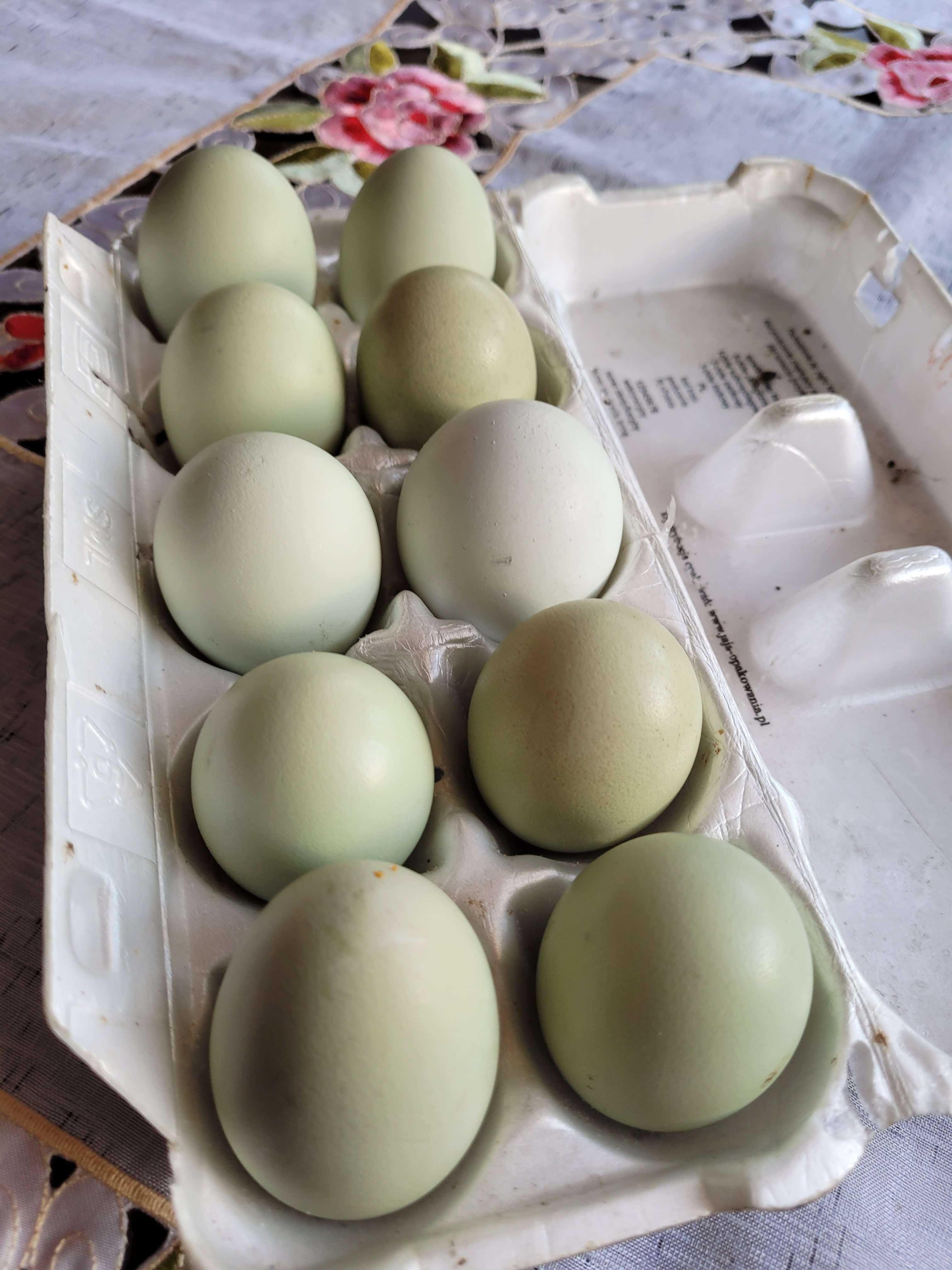 Jaja lęgowe zielone araukana/araucana