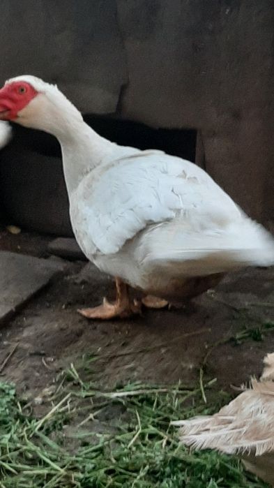 Продам інкубаційні яйця німецької лініі