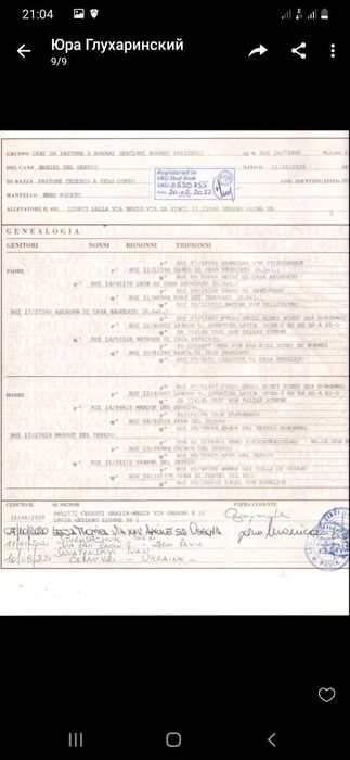 Немецкие щеночки