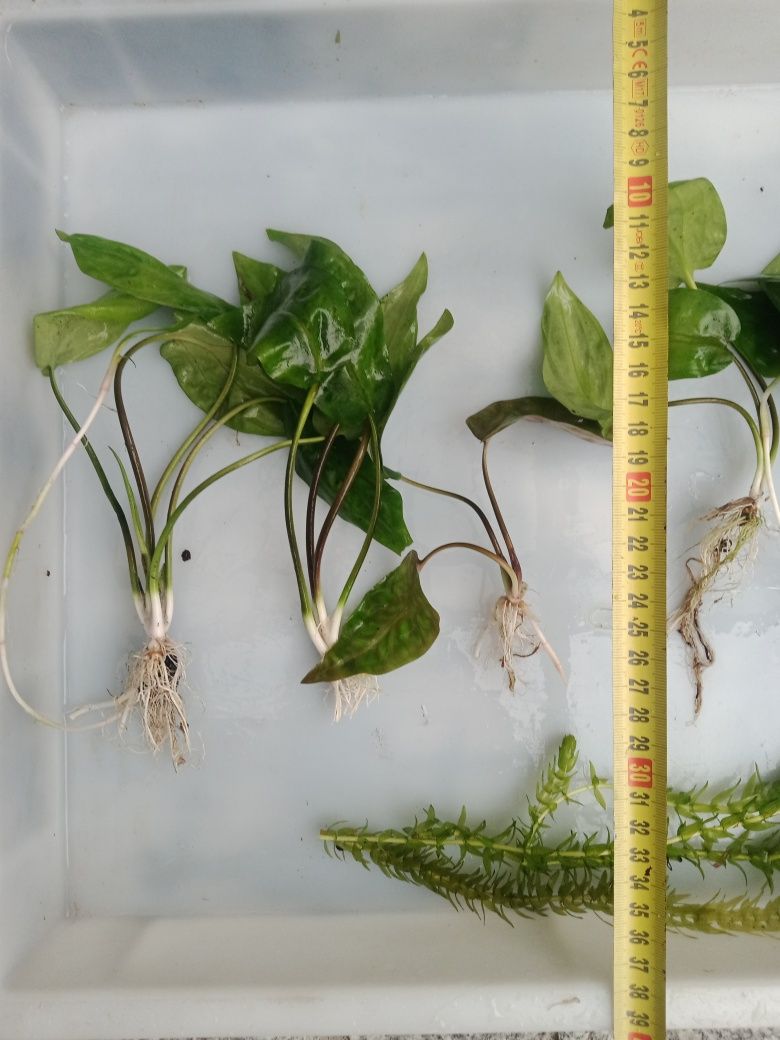 Kryptokoryna pontederiifolia roślinka akwariowa