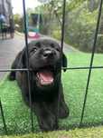 Labrador Retriever ZKwP FCI szczeniak