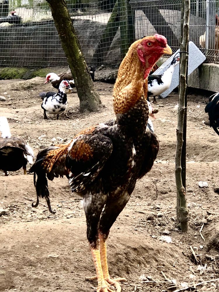 Índio gigante ovos