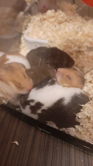 Śliczne chomiki syryjskie